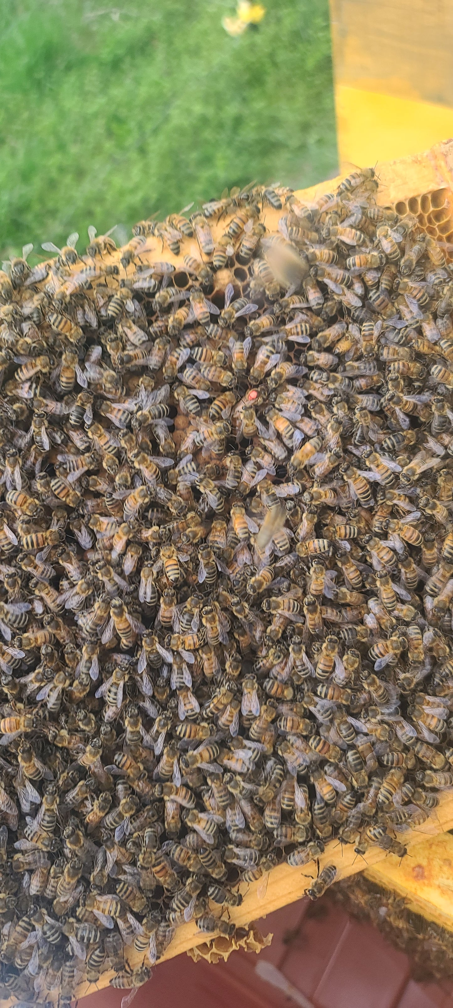 2026 Overwintered Nucs