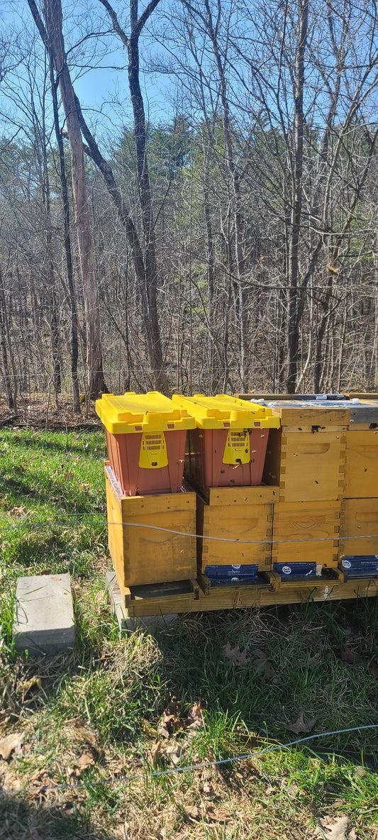 2026 Overwintered Nucs