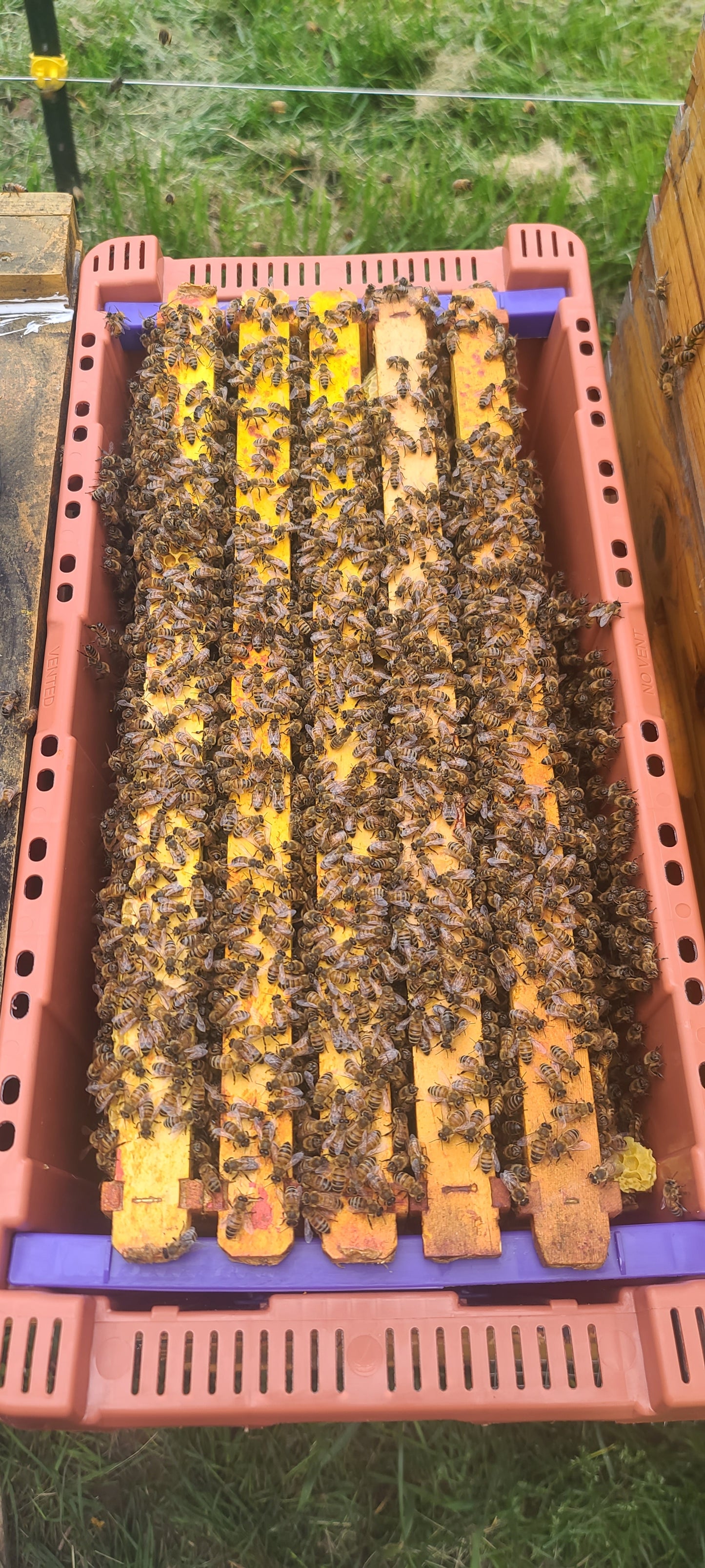2026 Overwintered Nucs